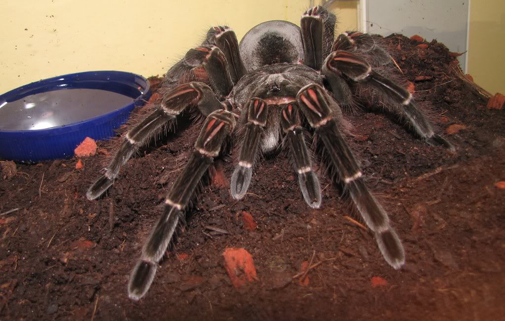 World's Biggest Spider ever Seen ~ MyClipta