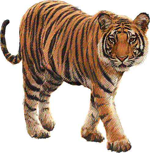 tiger clip art pictures - photo #44