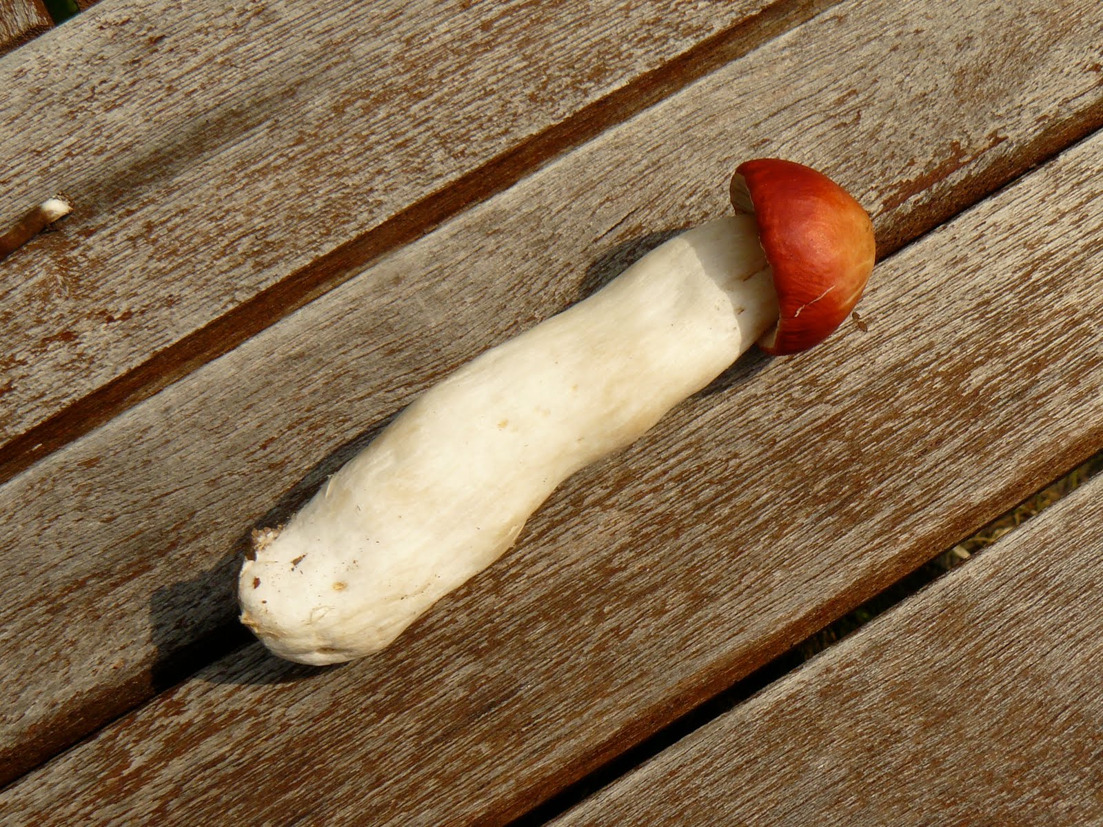 Mushroomer Mushroom picking in Finland