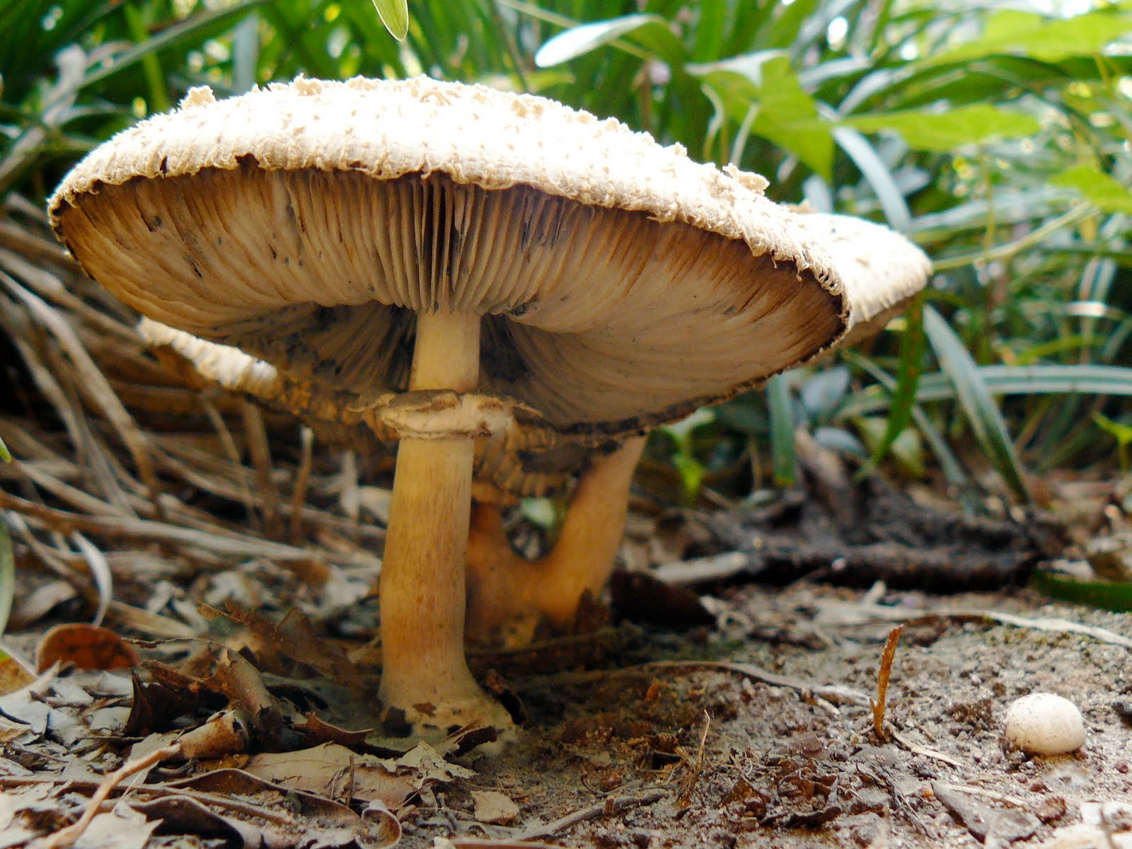 Mushroomer Summer Mushrooms