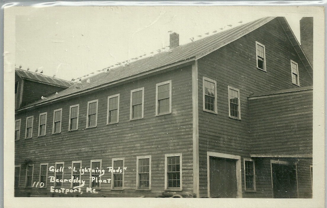 Heirlooms Reunited Beardsley Plant, Eastport, Maine with "Lightning