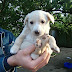 Regalo cuccioli golden retriever bari
