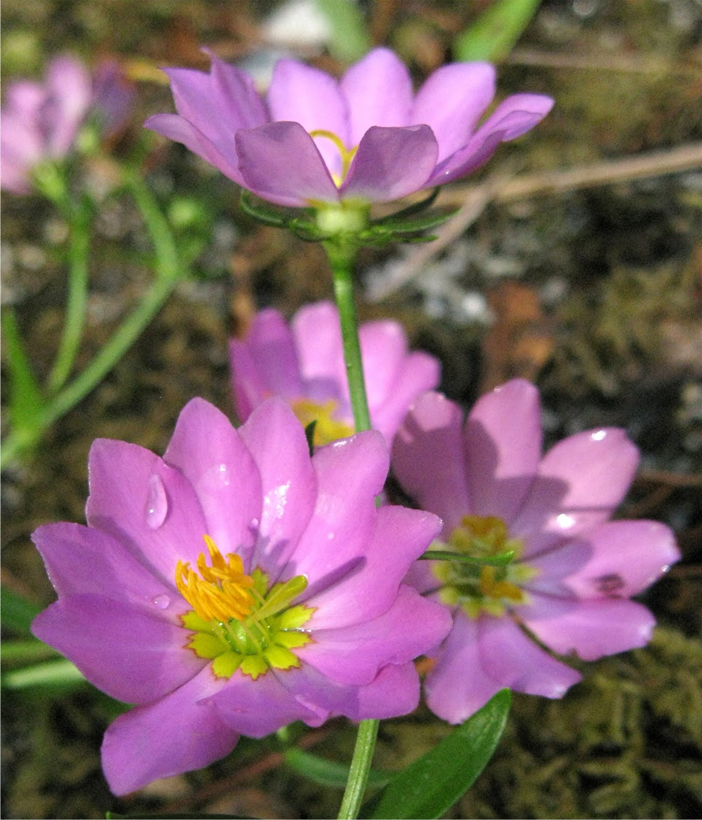 Past the shed, a Sabatia has colonized the Northern Bog, I think there ...