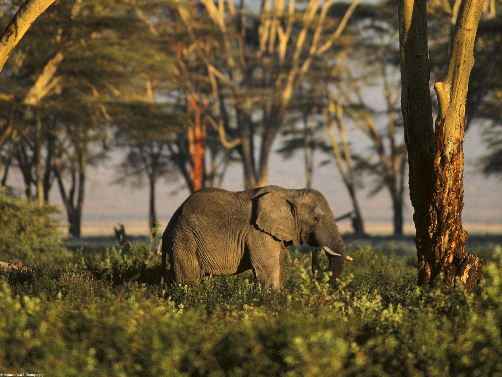 Дикая природа англ. Сафари в Африке. Африканский саванный слон. Африканский Лесной слон и саванный. Животные саванны Африканский слон.