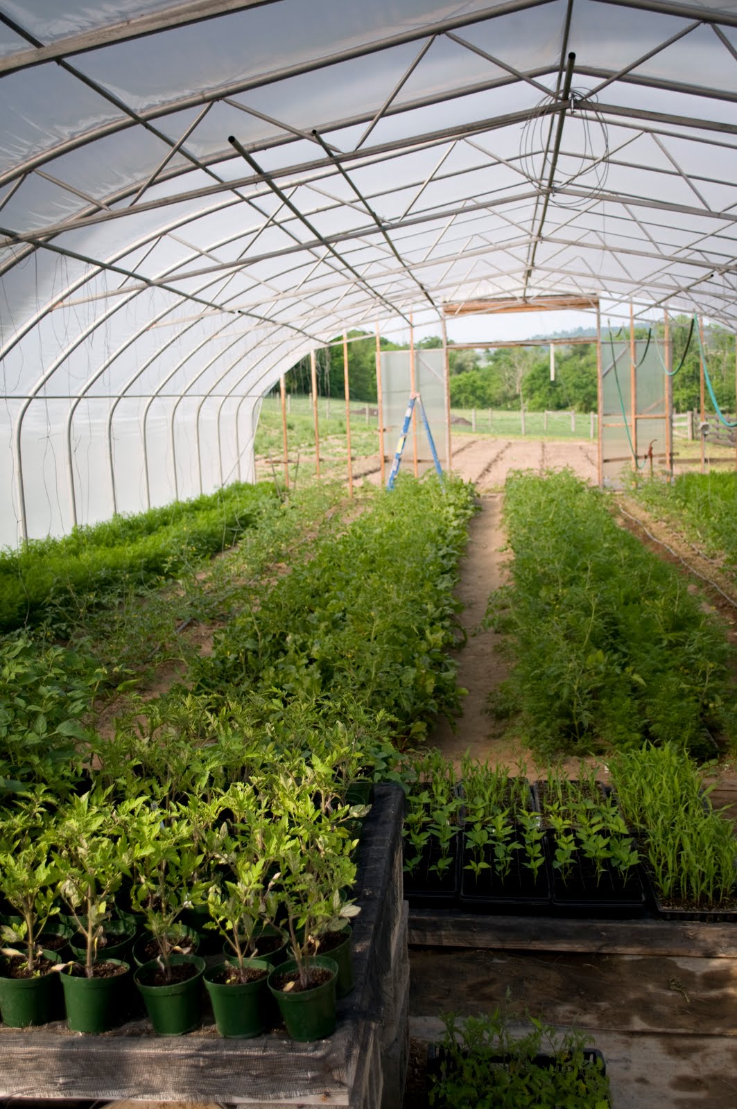 STEWARDS McAlevy's Fort, Pennsylvania Plowshare Produce, Micah and