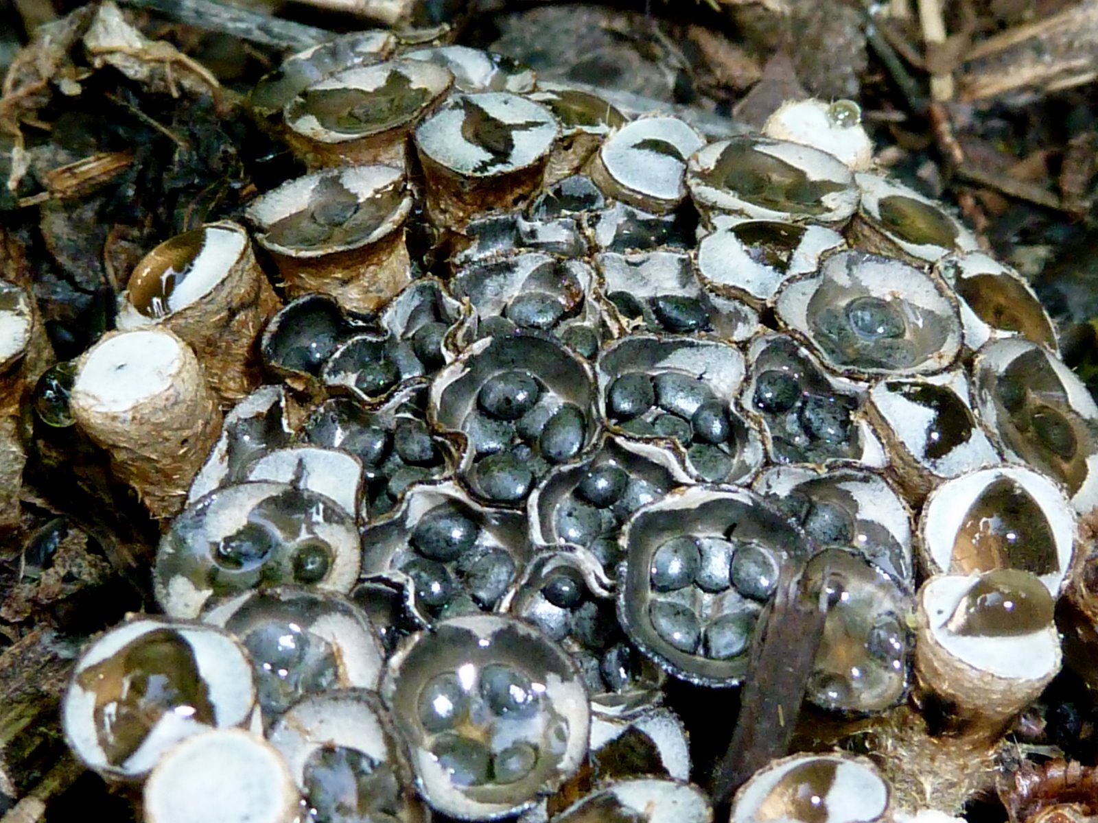Okie Nature Bird's Nest Fungus