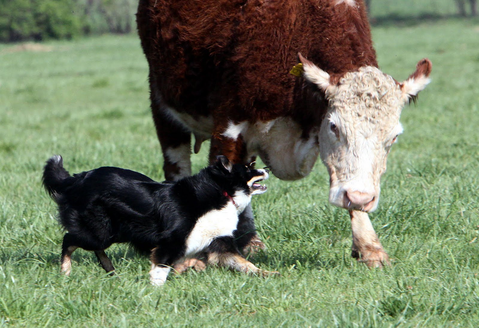 Kelly Hahn Photography Jackson, the cattle herding dog