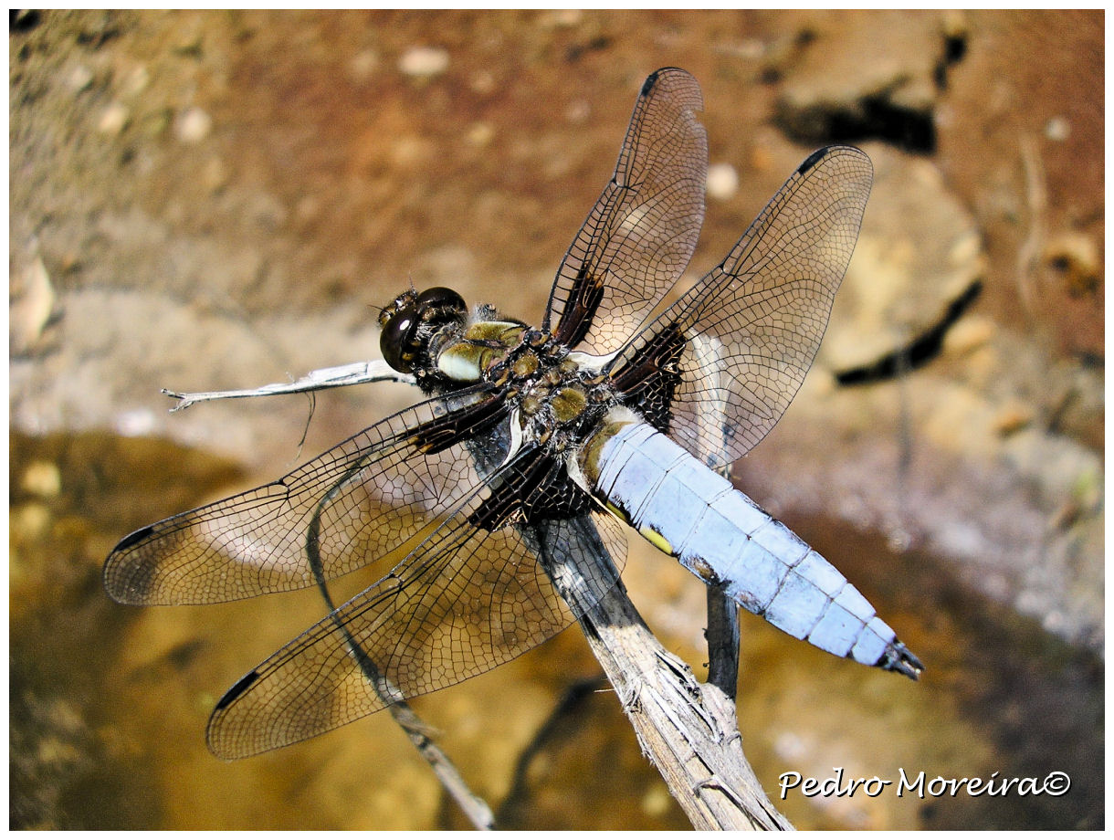 [Libellula_depressa.jpg]