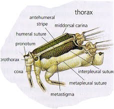[Morfologia_Tórax_Adulto.bmp]