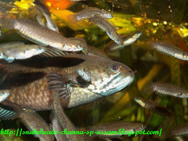 Snakeheads