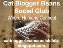 cat blogger beans social club