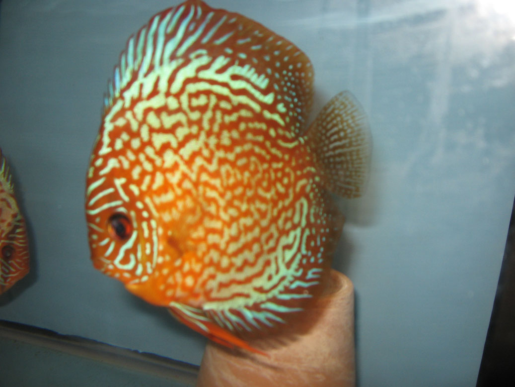 Discus Discus à vendre!