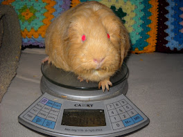 It's Teddy's Turn to be Pregnant and have Babies :)