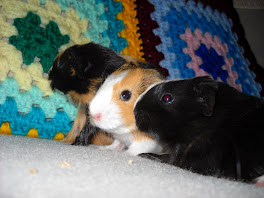 Asher, Dusty and Caleigh