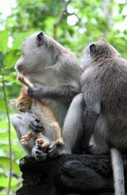 Monkeys Kidnapped a Kute Kitten