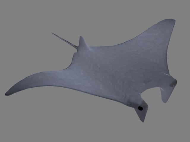 [manta_2.jpg]
