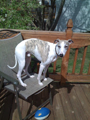 Our Whippet "House