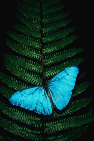 [mariposa-azul-G.jpg]