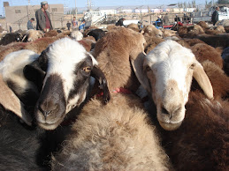Splicd Sheep at Kashgar market
