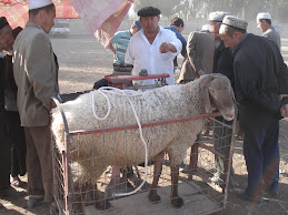 Weighing the rams