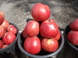 The reddest apples ever