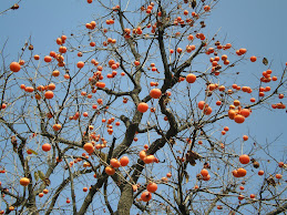 Roadside Persimmon tree