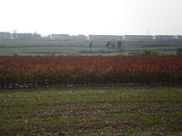 Field of the small fiery chillies