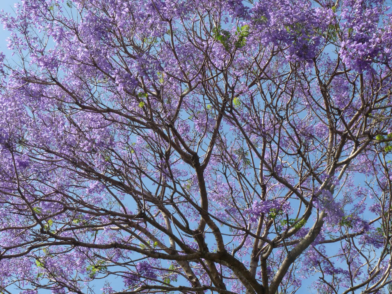 jacaranda in bloom jacaranda in bloom