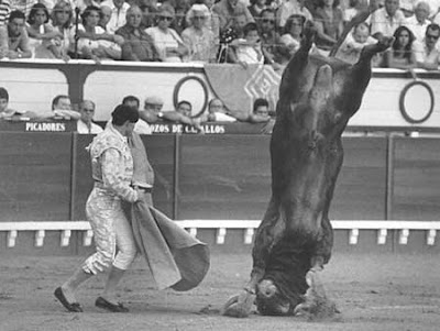 Toro haciendo el pino bullfight