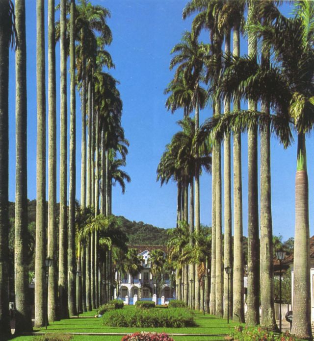 LIVROS E CIDADES Rua das Palmeiras  Joinville  SC  Ontem e Hoje