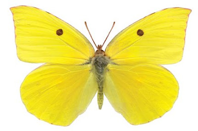 dogface butterfly, female
