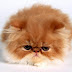 Impressionante: A Maior Coleção de Gatos da Internet.