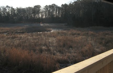 [Marsh+shaded+by+glove.jpg]