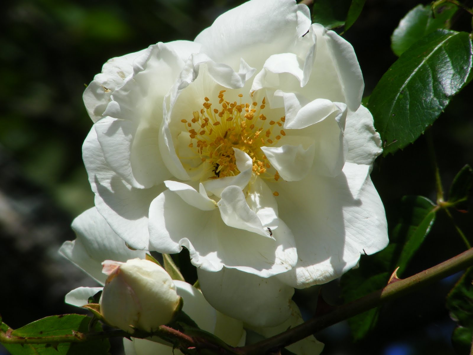 Dursley Garden - Wairarapa, NEW ZEALAND: ROSES