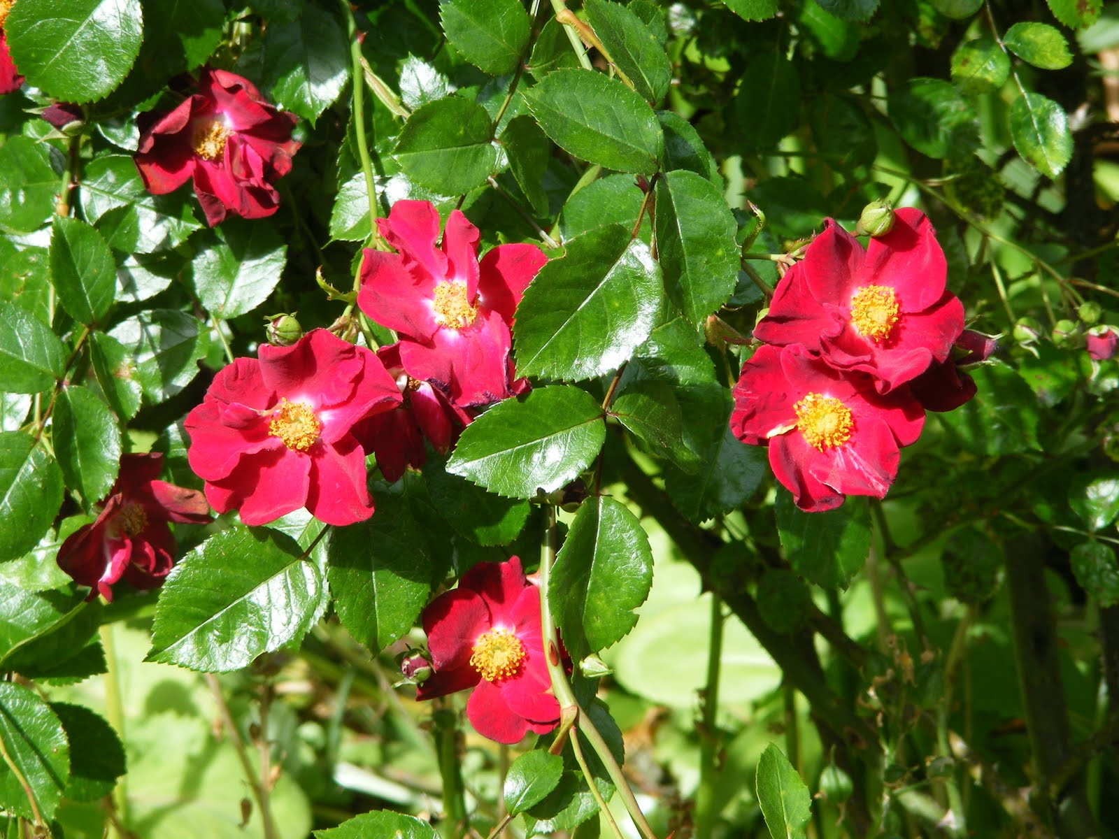 Dursley Garden - Wairarapa, NEW ZEALAND: ROSES