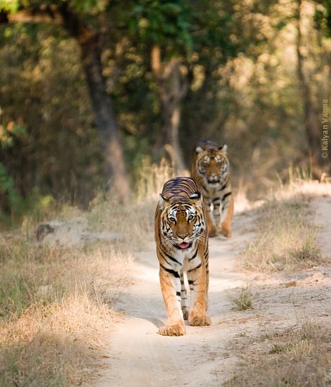 [tigers_talking_kanha_132.jpg]