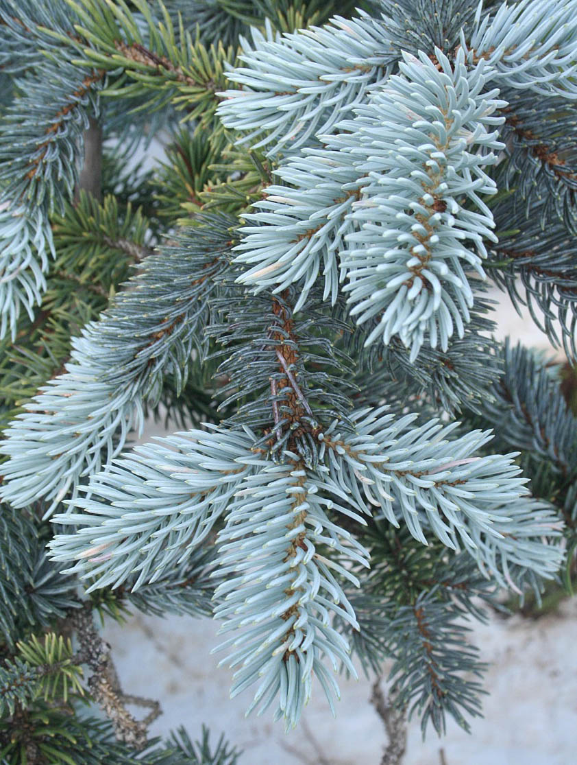 Baldwin Nurseries Perennials, shrubs, trees for Nova Scotia Gardeners