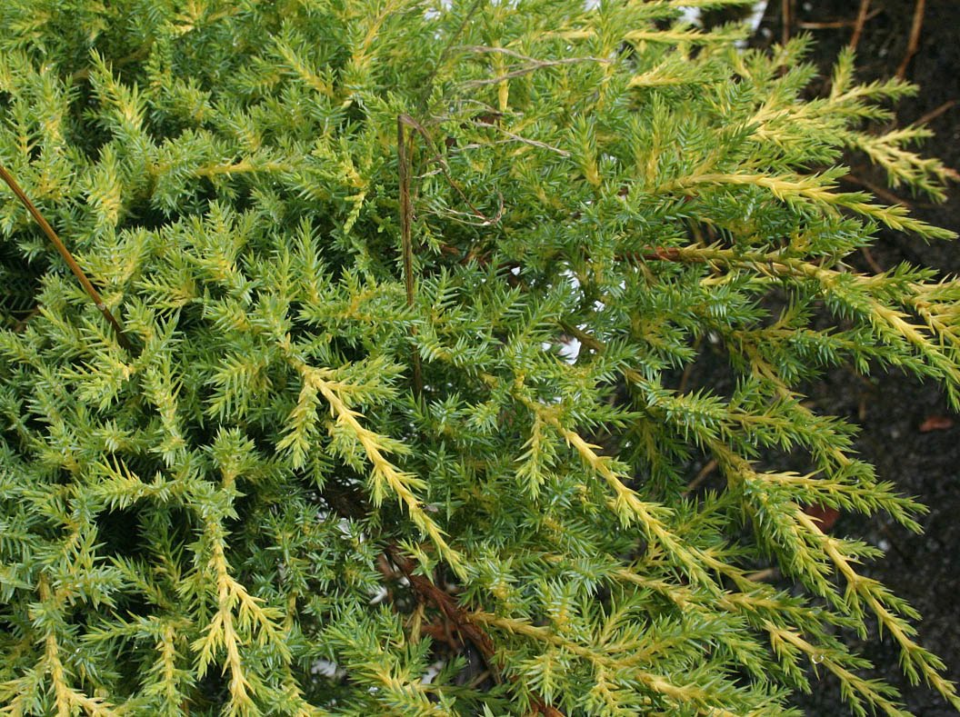 Baldwin Nurseries Perennials, shrubs, trees for Nova Scotia Gardeners