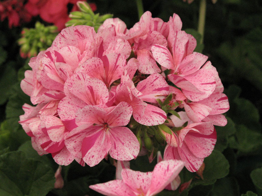Bloomingwriter Gardening in Nova Scotia Cats and poisonous plants