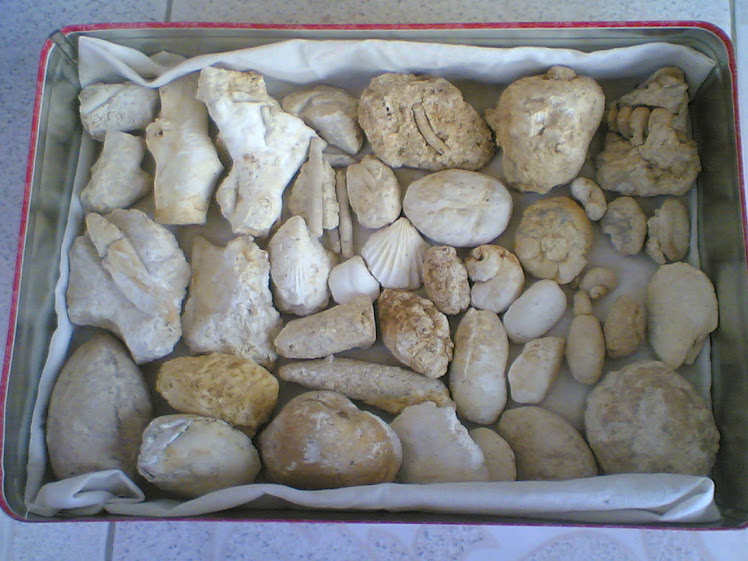 berbagai jenis fosil