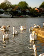 Swans on the Thames