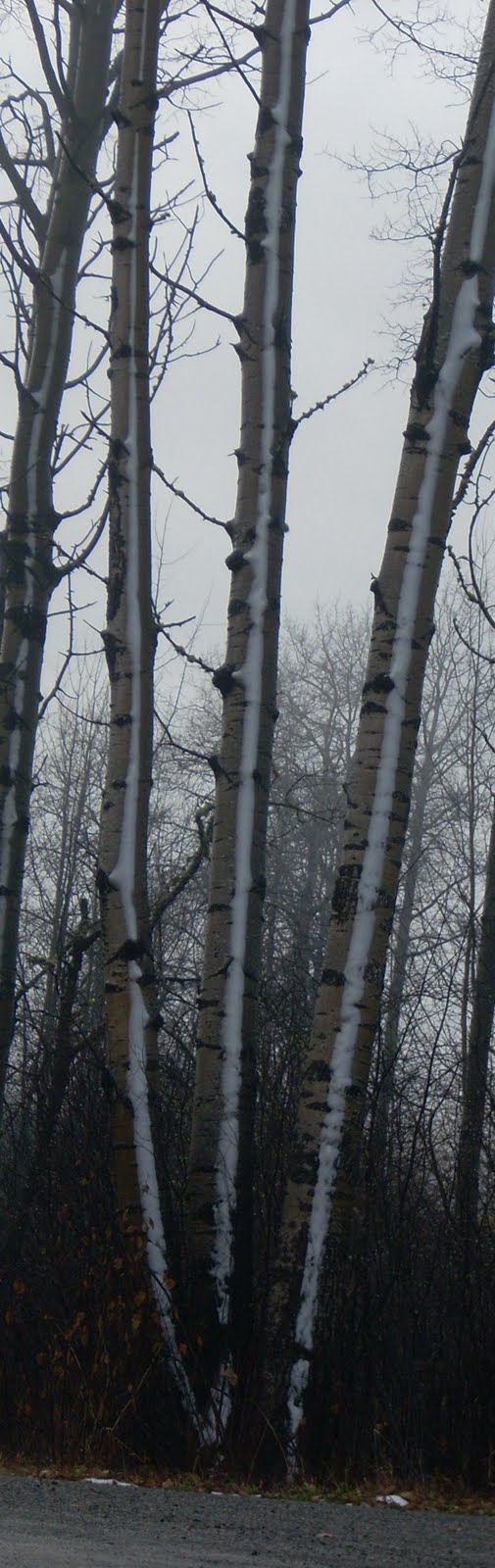 snow  on the trees