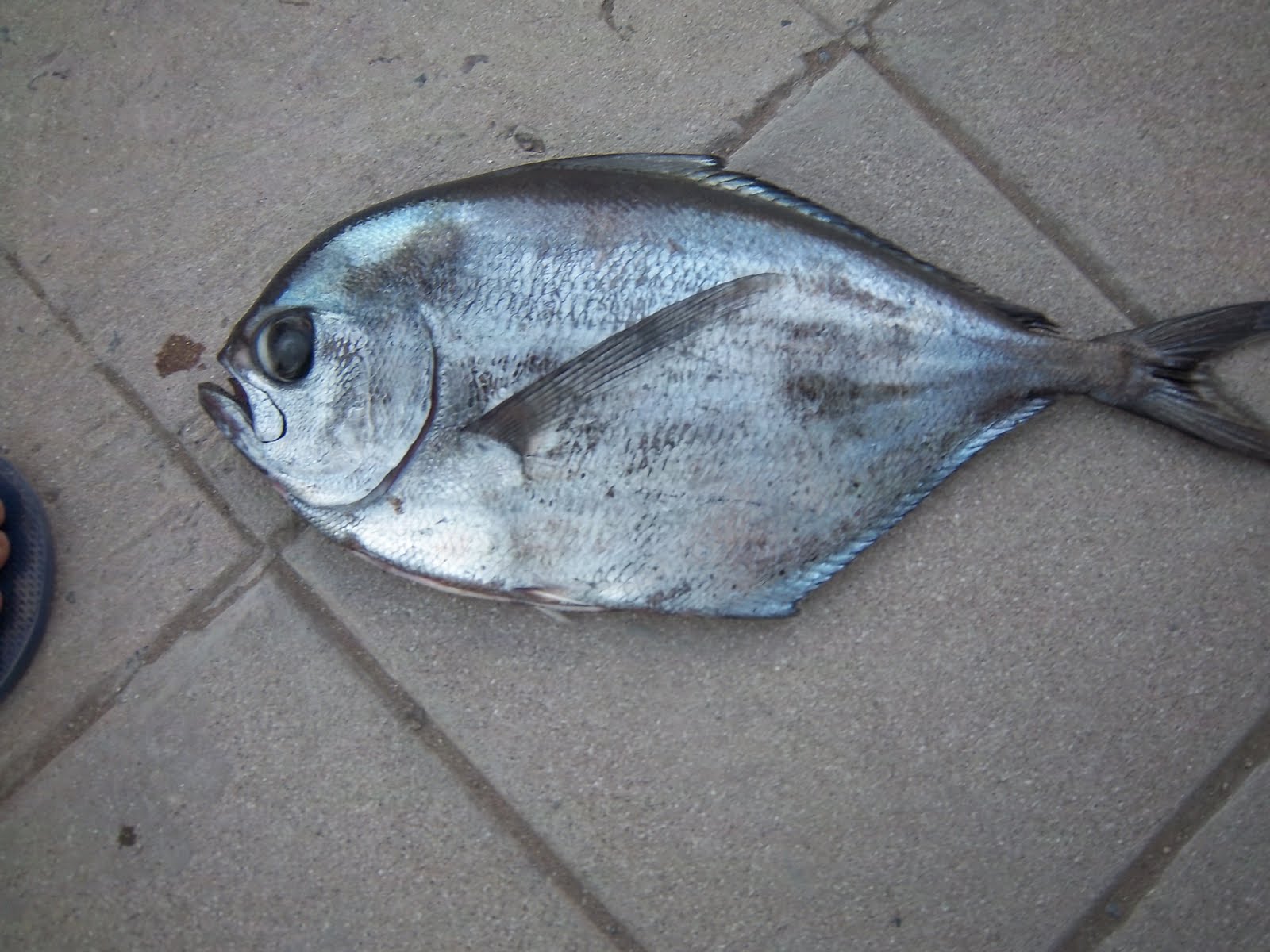 La Casa De La Carnada: Pez raro