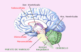CIENCIAS BIOLOGICAS: ANATOMIA Y FISIOLOGIA DEL SISTEMA NERVIOSO CENTRAL