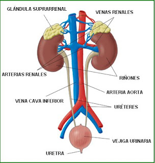 Órganos del sistema urinario o renal