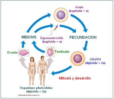 meiosis