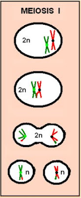 meiosis I