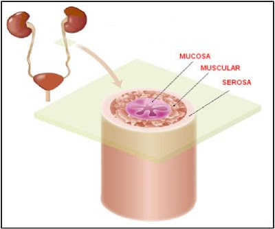 capas del uréter