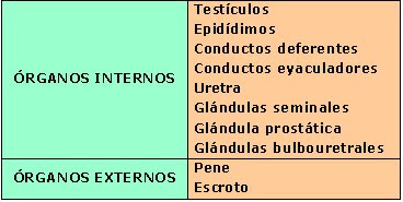 Órganos del sistema reproductor masculino