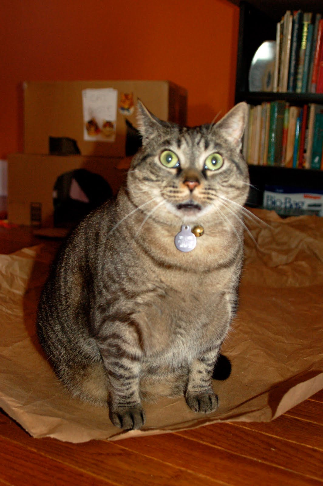 Coffee with Cats How to Make a Cat Burrito